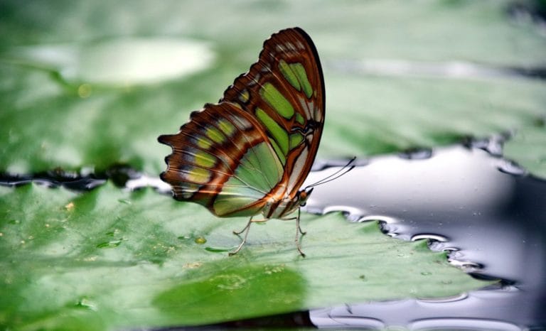 Transforming grief and trauma