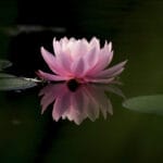 Mindfulness in therapy